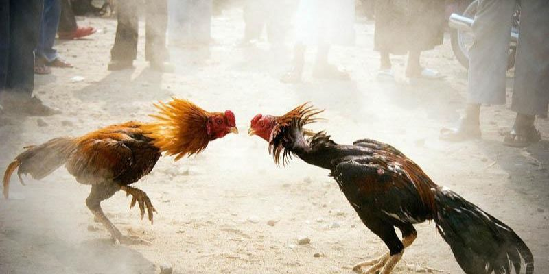Đá gà Thomo – Thánh địa của những chiến kê hàng đầu Đông Nam Á
