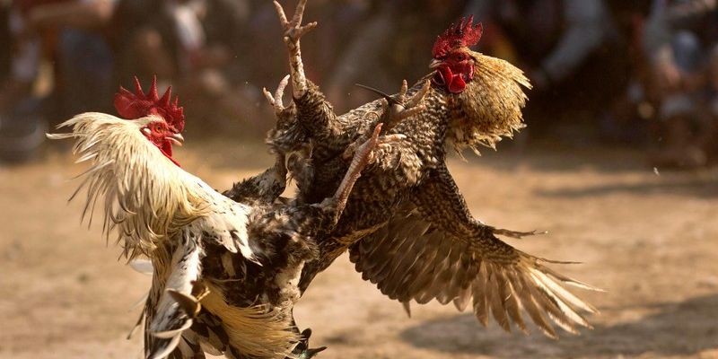 Kinh nghiệm cược đá gà trực tiếp