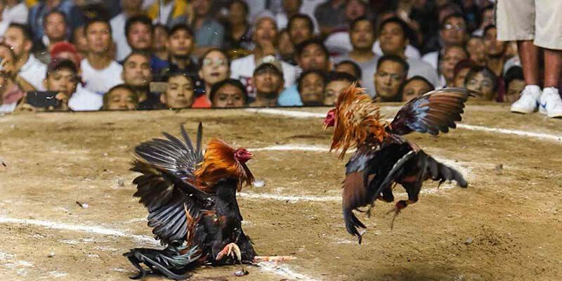 Tổng quan về đá gà trực tiếp